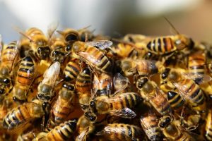 Which skincare ingredients come from bees?